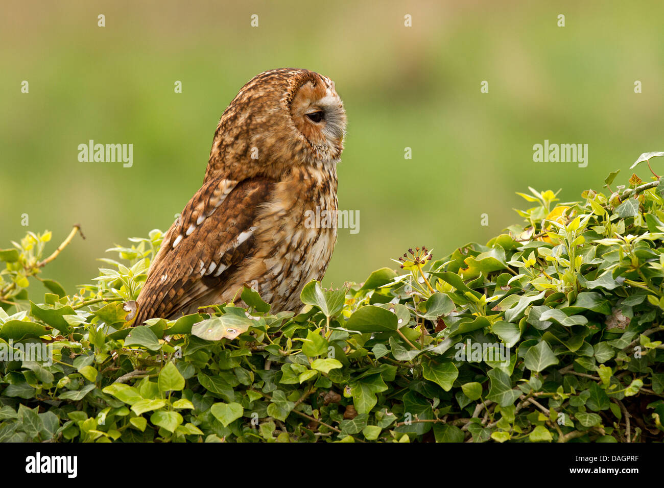 Tawny Owl, Strix aluco sitting in ivy Stock Photo