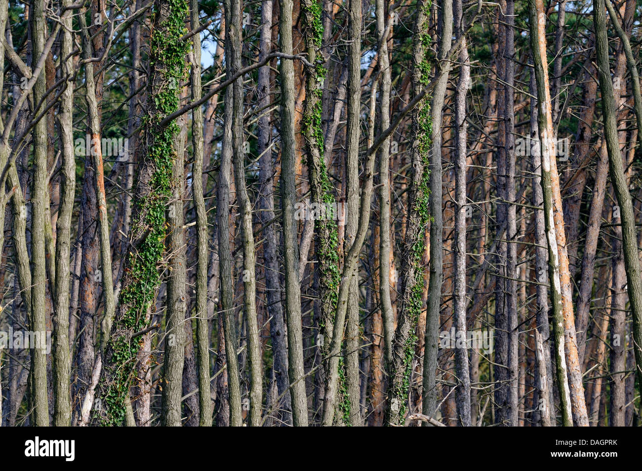 tree trunks of alders and pines partly ivy-covered in a forest, Germany Stock Photo