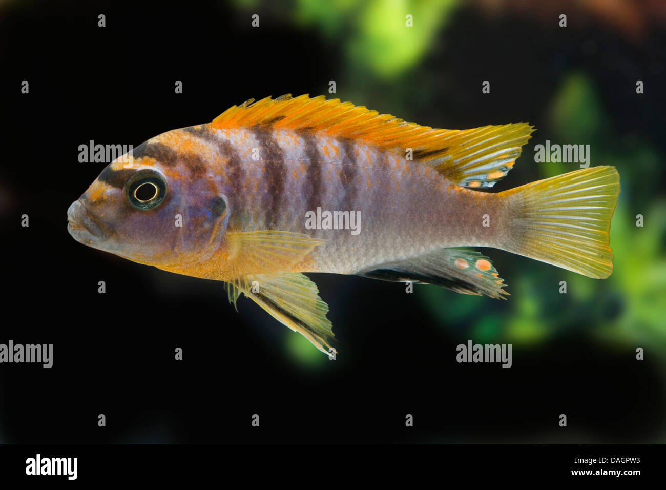 Malawi cichlid (Labidochromis hongi Super Red Top), swimming Stock Photo