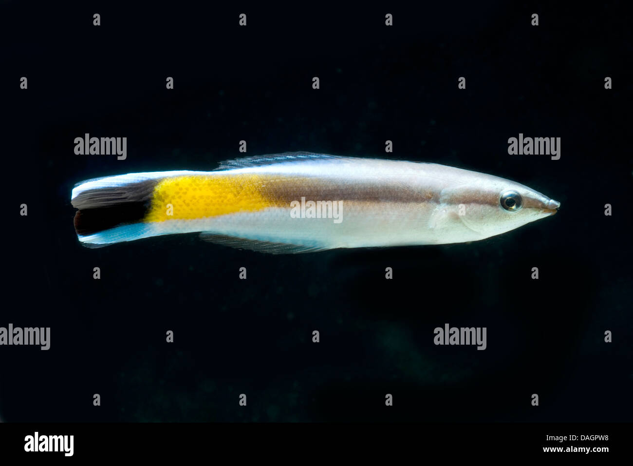 Cleaner wrasse, Bluestreak cleaner wrasse (Labroides dimidiatus), swimming Stock Photo