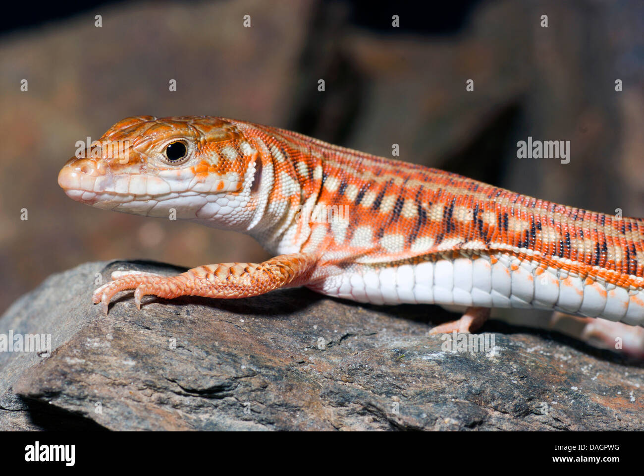Painted Long Tailed Lizard (Latastia longicaudata), on a stone Stock Photo