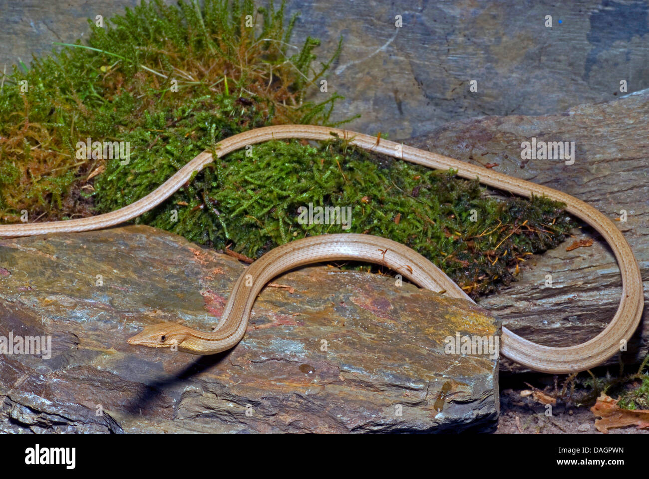 Burtons legless lizard hires stock photography and images Alamy