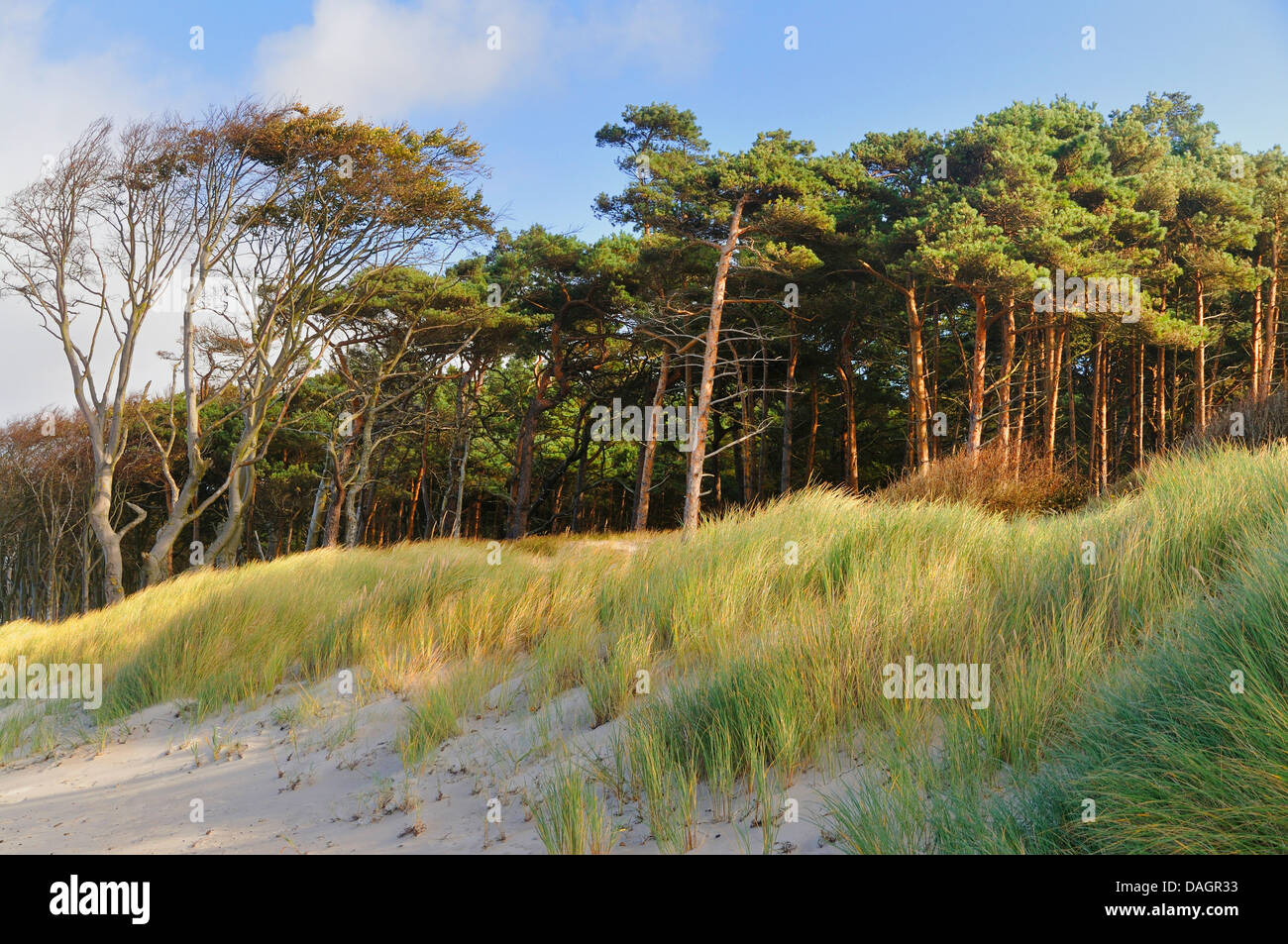 Scotch pine, Scots pine (Pinus sylvestris), forest edge on the Baltic Sea Coas, Germany, Mecklenburg-Western Pomerania, NLP Vorpommersche Boddenlandschaft Stock Photo