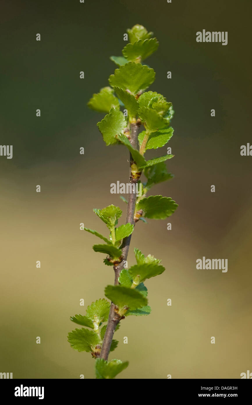 smooth dwarf birch (Betula nana), branch, Germany Stock Photo