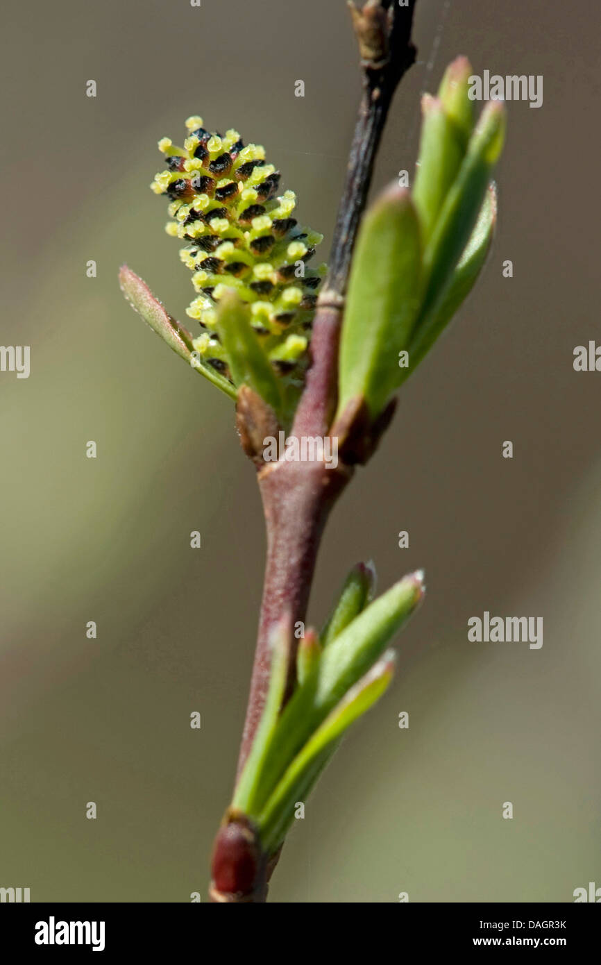 smooth dwarf birch (Betula nana), branch with inflorescence, Germany Stock Photo