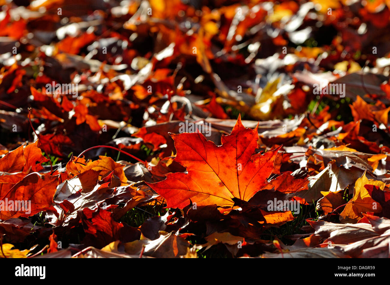 Norway maple (Acer platanoides), Germany Stock Photo