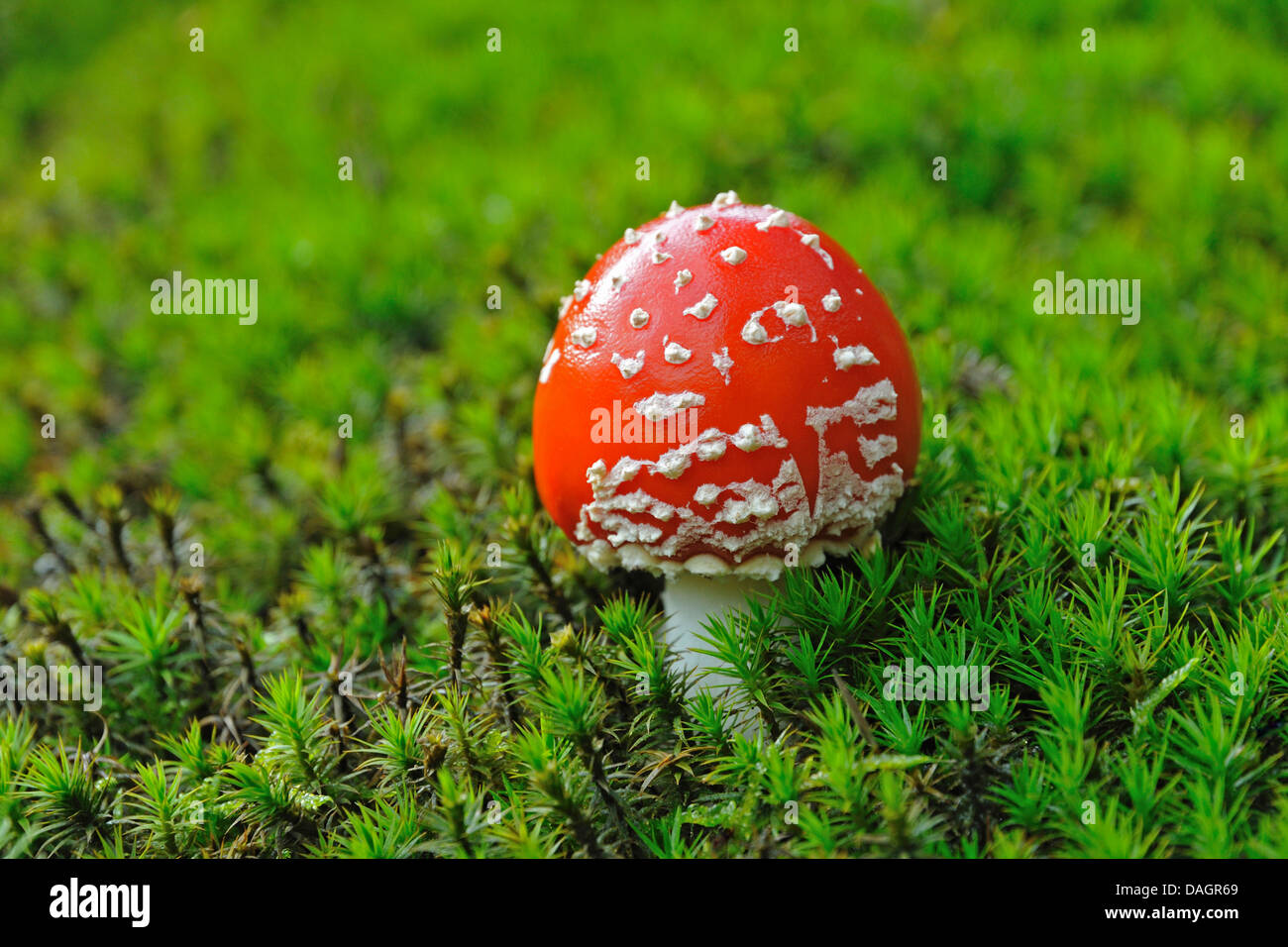 fly agaric (Amanita muscaria), in moss with still closed fruiting body, Germany Stock Photo