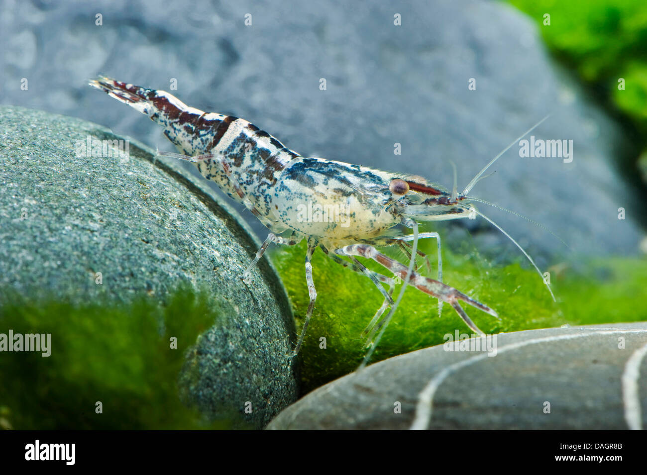 freshwater shrimp (Macrobrachium scabriculum), on the bottom of an aquarium Stock Photo