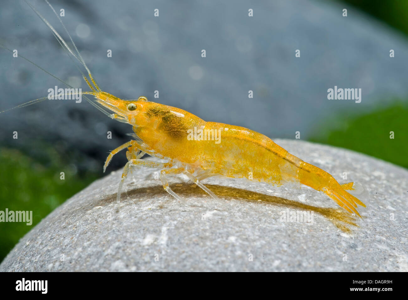 rock shrimp (Neocaridina heteropoda var. yellow), var. yellow Stock Photo