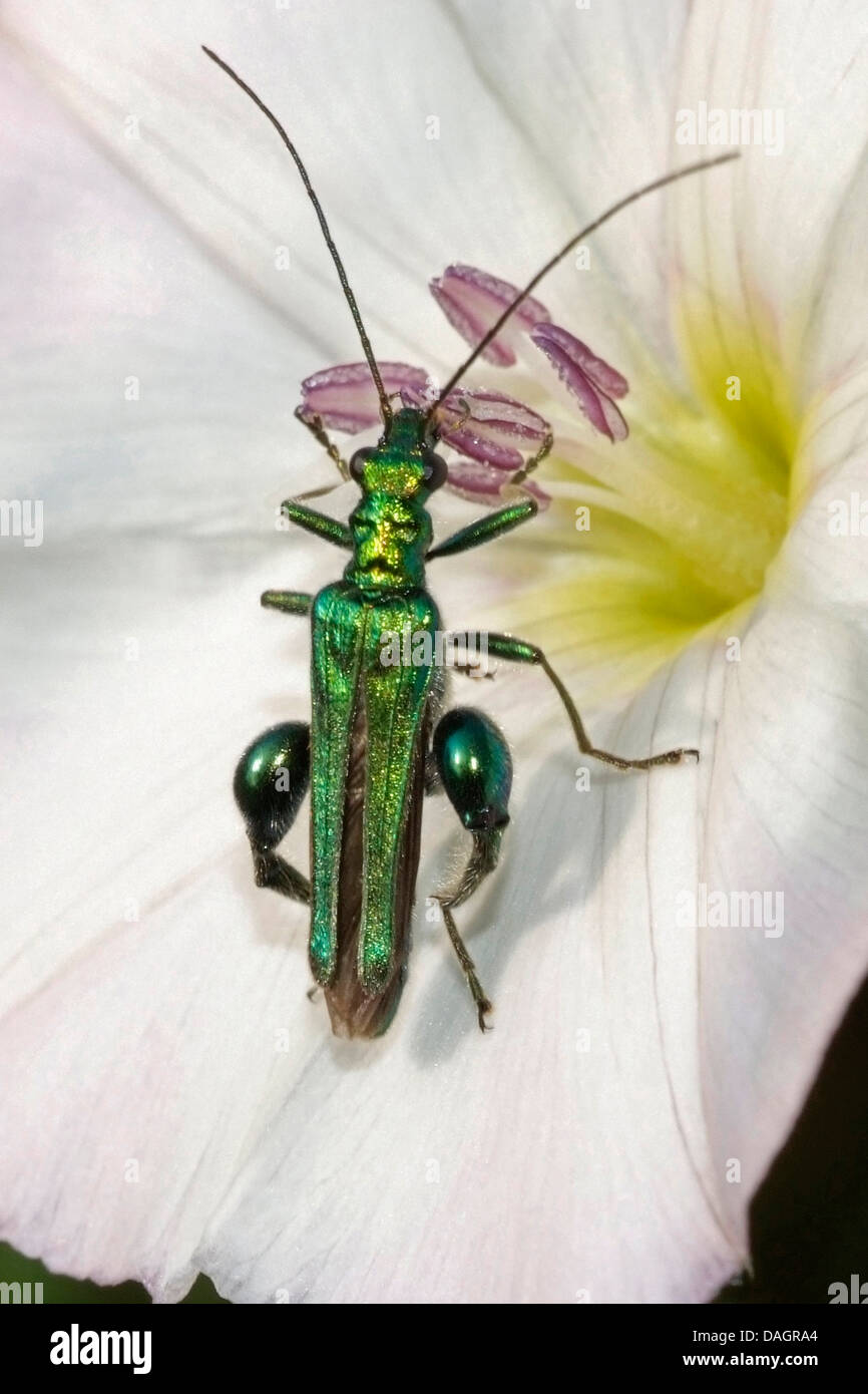 Thick-legged flower beetle (Oedemera nobilis), sitting on a white blossom, Germany Stock Photo