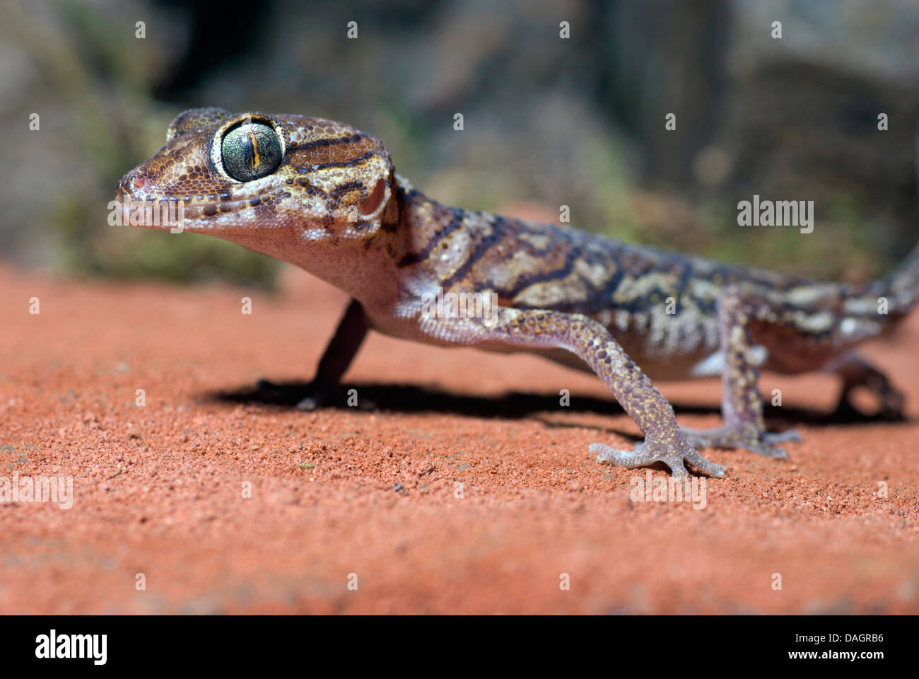 Madagascar Ground Gecko, Big-Headed Gecko (Paroedura pictus), portrait Stock Photo