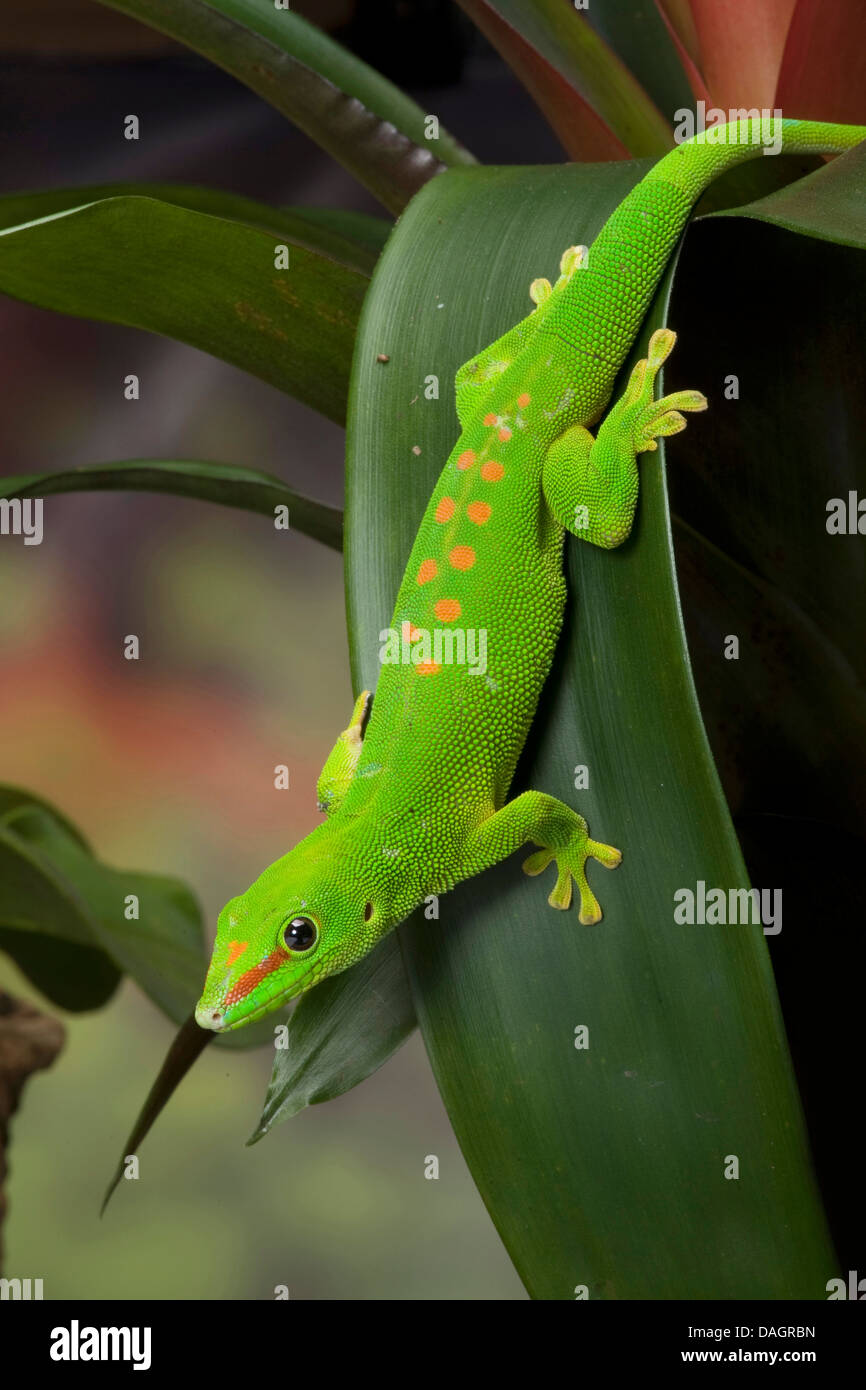 madagascar giant day gecko (Phelsuma madagascariensis grandis, Phelsuma grandis), on leaf Stock Photo