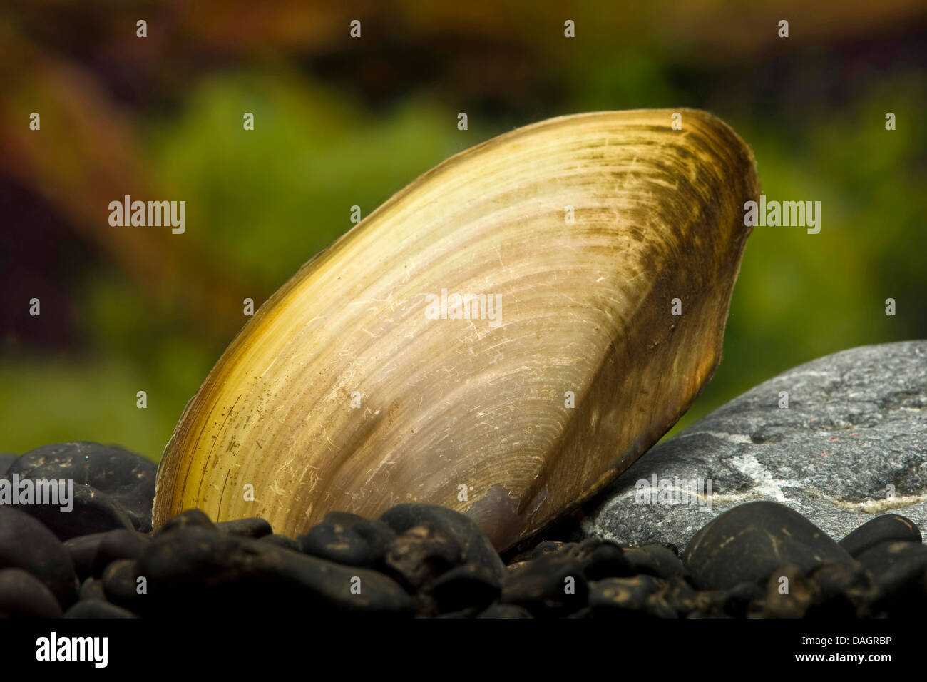 Thai aquaria mussel (Pilsbryoconcha exilis), at the bottom of an aquarium Stock Photo