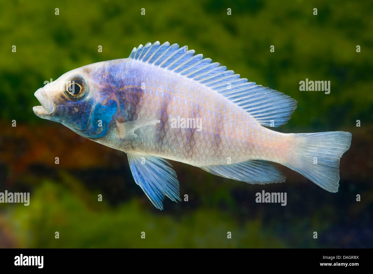 Malawi cichlid (Placidochromis phenochilus Gisseli), breed Gisseli Stock Photo