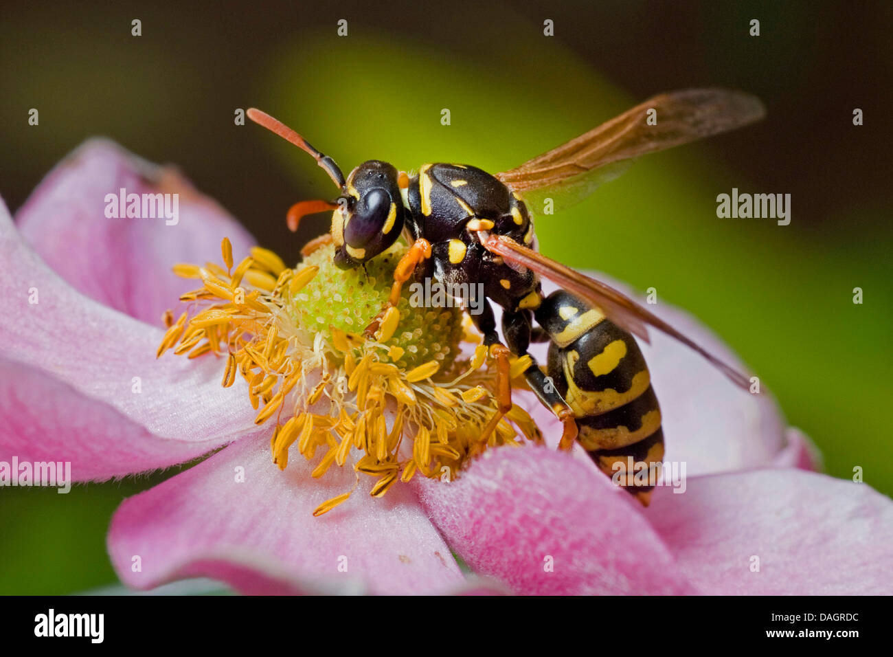 European wasp hires stock photography and images Alamy