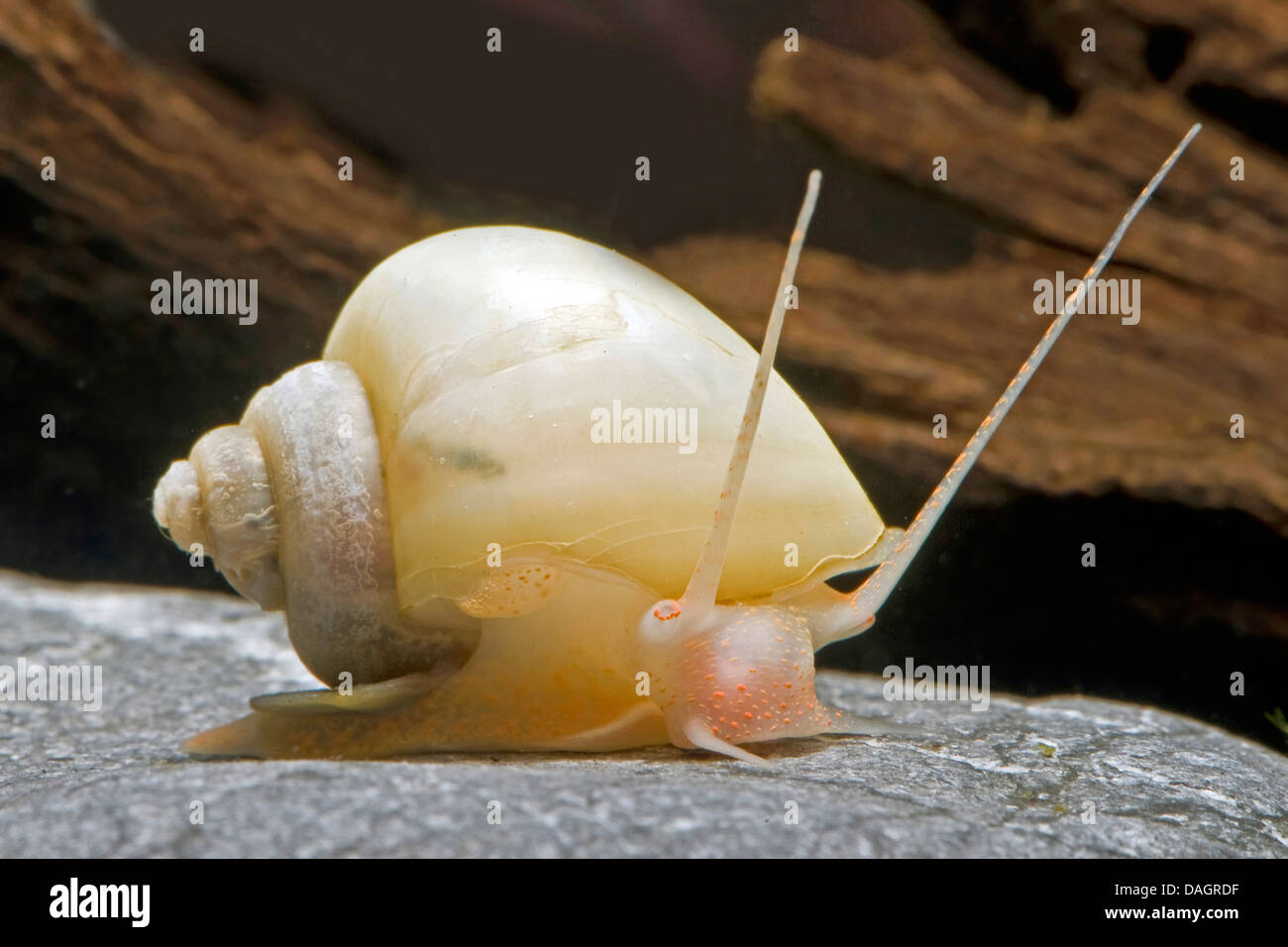 Apple Snail (Pomacea bridgesii), breed white Stock Photo
