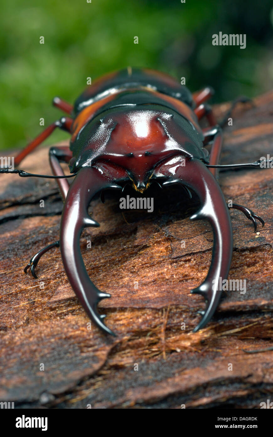 Tanzanian stag beetle (Prosopocoilus mirabilis), male Stock Photo