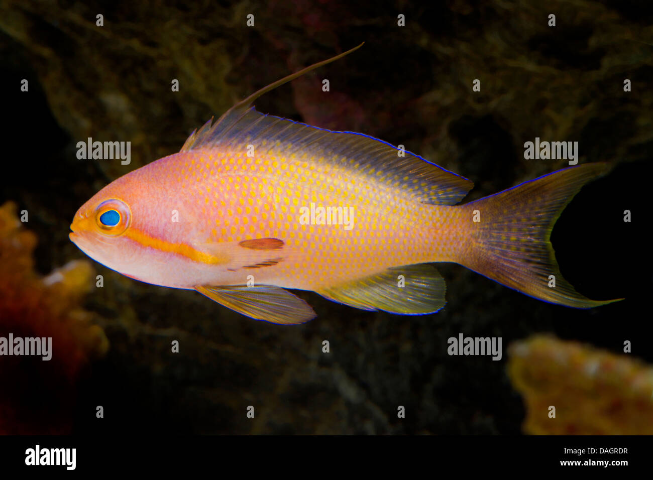 Orange sea perch, Sea goldie, Lyretail coralfish, Lyretail anthias, Harem Flag Basslet (Anthias squamipinnis, Pseudanthias squamipinnis), swimming Stock Photo