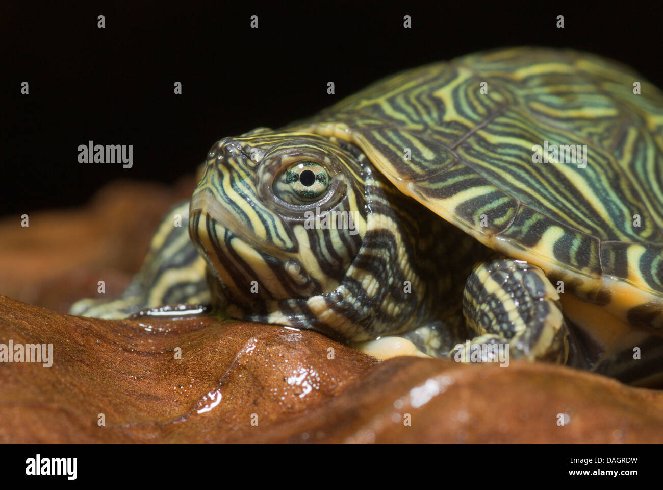 river cooter (Pseudemys concinna concinna), portrait Stock Photo