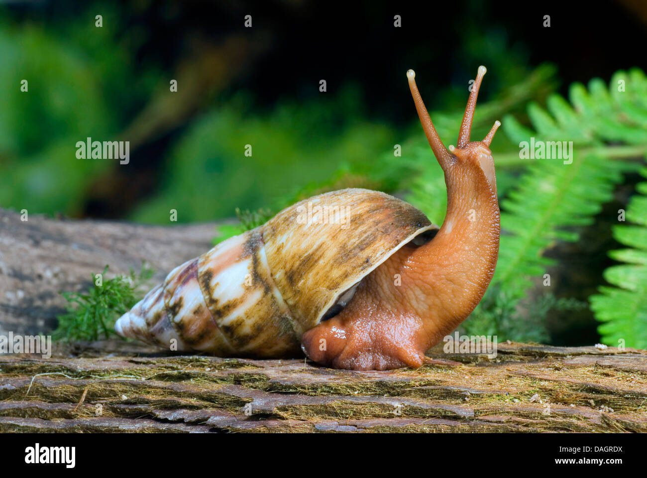 Giant land snail (Pseudoachatina connectens colorata), creeping on a branch Stock Photo