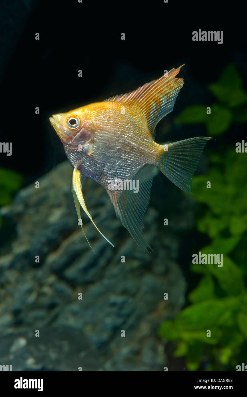 freshwater angelfish, longfin angel fish, black angelfish, scalare (Pterophyllum scalare Rotgold Diamant), breed Redgold Diamont Stock Photo