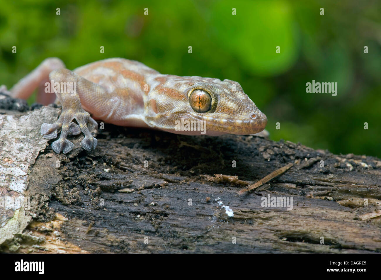 Fan-footed Gecko (Ptyodactylus ragazzii), portrait Stock Photo