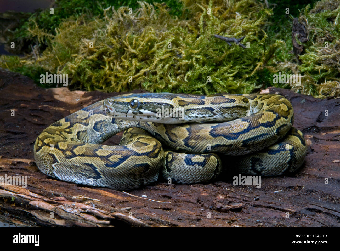 African python, water python, African rock python (Python sebae), rolled-up on dead wood Stock Photo