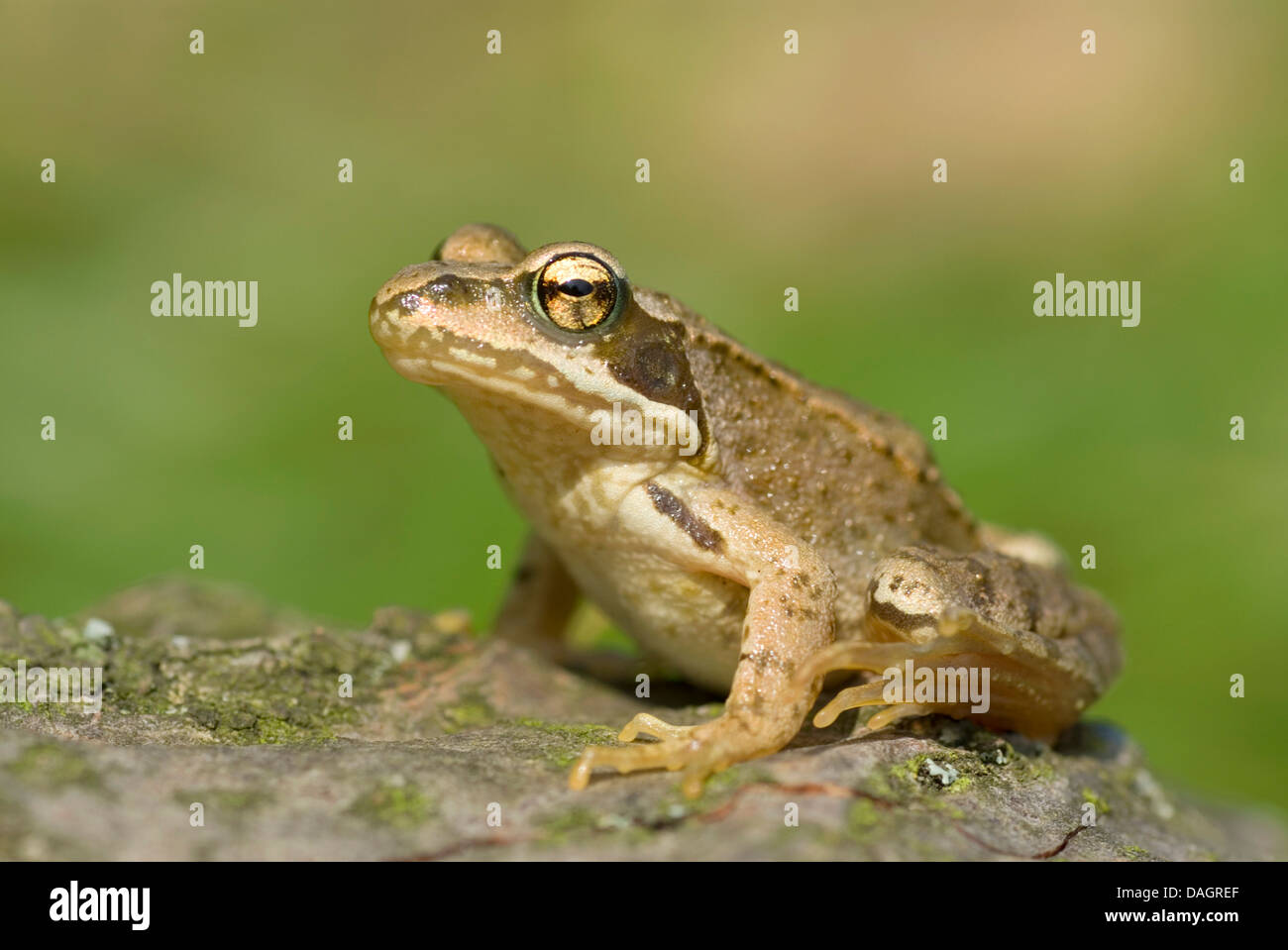 common frog, grass frog (Rana temporaria), sitting on a stone, Switzerland Stock Photo