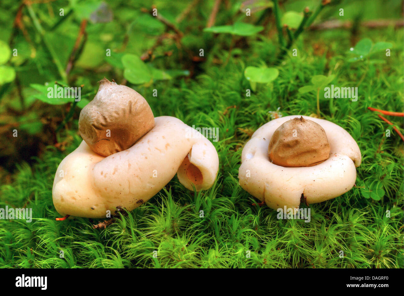 sessile earthstar (Geastrum sessile, Geastrum fimbriatum), two fruiting bodies on moss, Italy, South Tyrol, Dolomiten Stock Photo