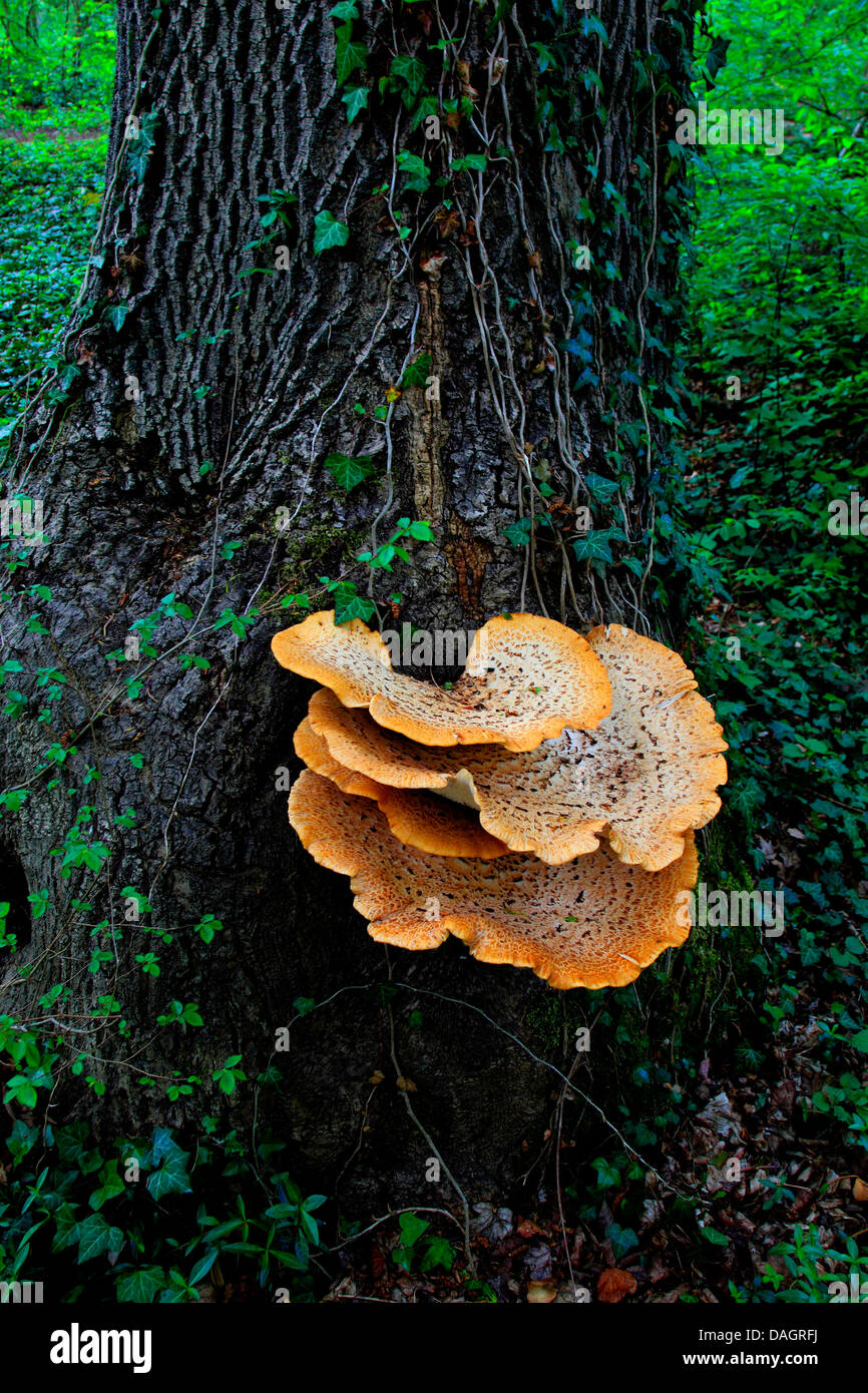 dryad's saddle (Polyporus squamosus), fruiting bodies at a tree trunk, Germany Stock Photo