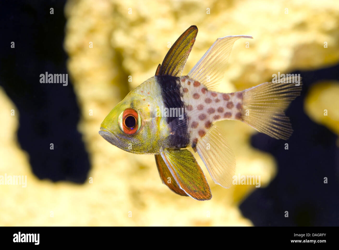 Pyjama cardinalfish (Apogon nematoptera, Apogon nematopterus, Sphaeramia  nematoptera), swimming Stock Photo - Alamy
