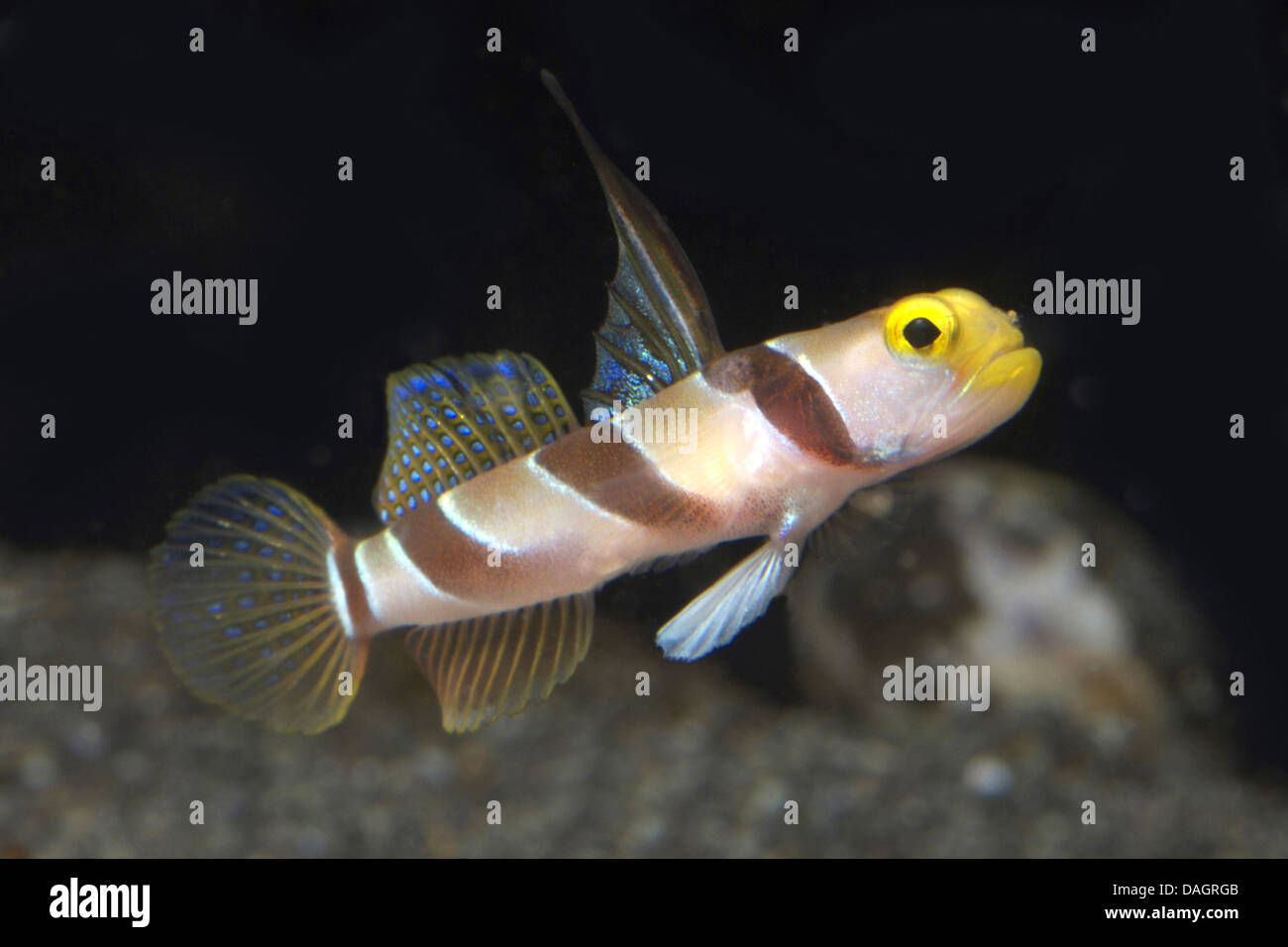 Filament-finned prawn-goby (Stonogobiops nematodes), swimming Stock Photo