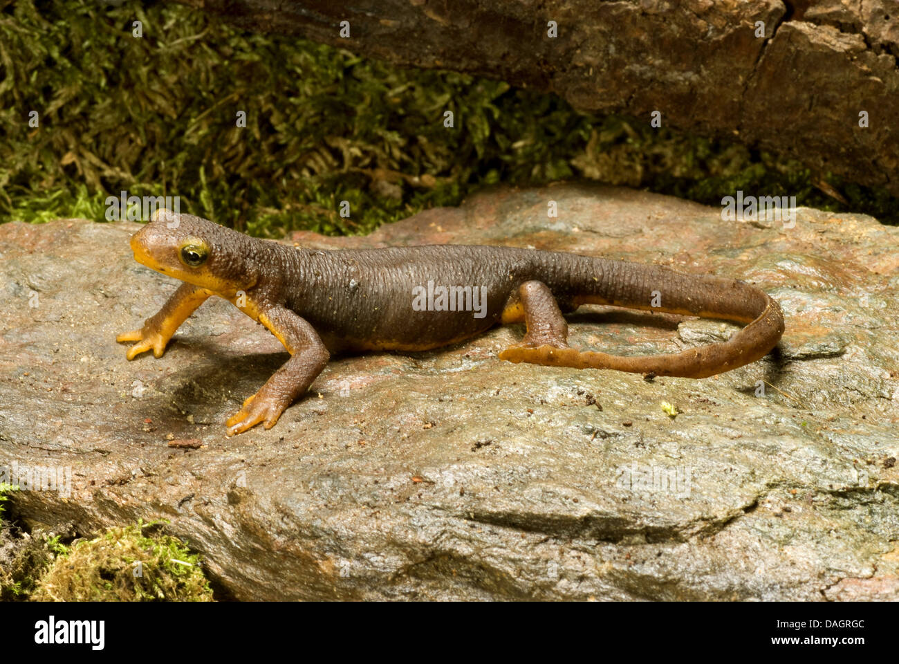 California newt (Taricha torosa), on a stone Stock Photo