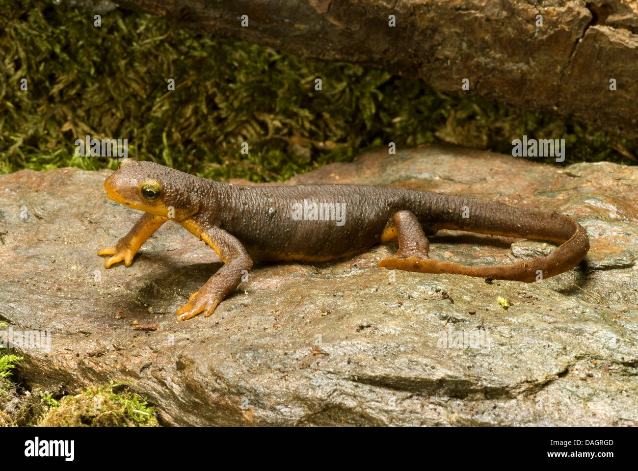 North american newts hi-res stock photography and images - Alamy North american newts hi-res stock photography and images - Alamy