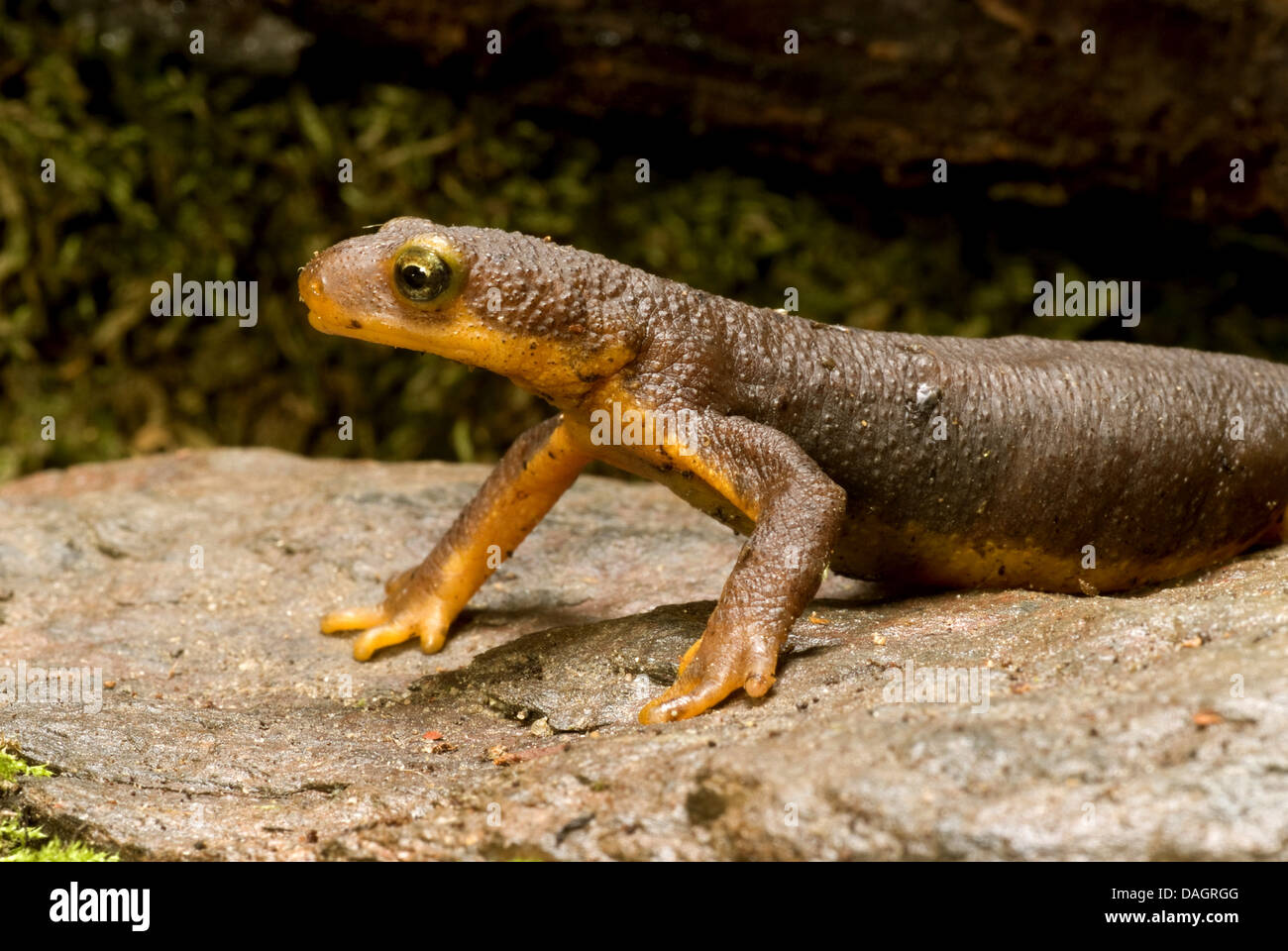 California newt (Taricha torosa), portrait Stock Photo