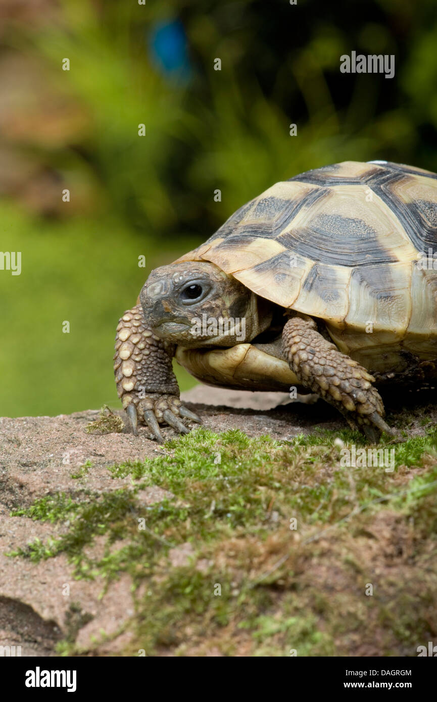 Hermann's tortoise, Greek tortoise (Testudo hermanni hermannii), portrait Stock Photo
