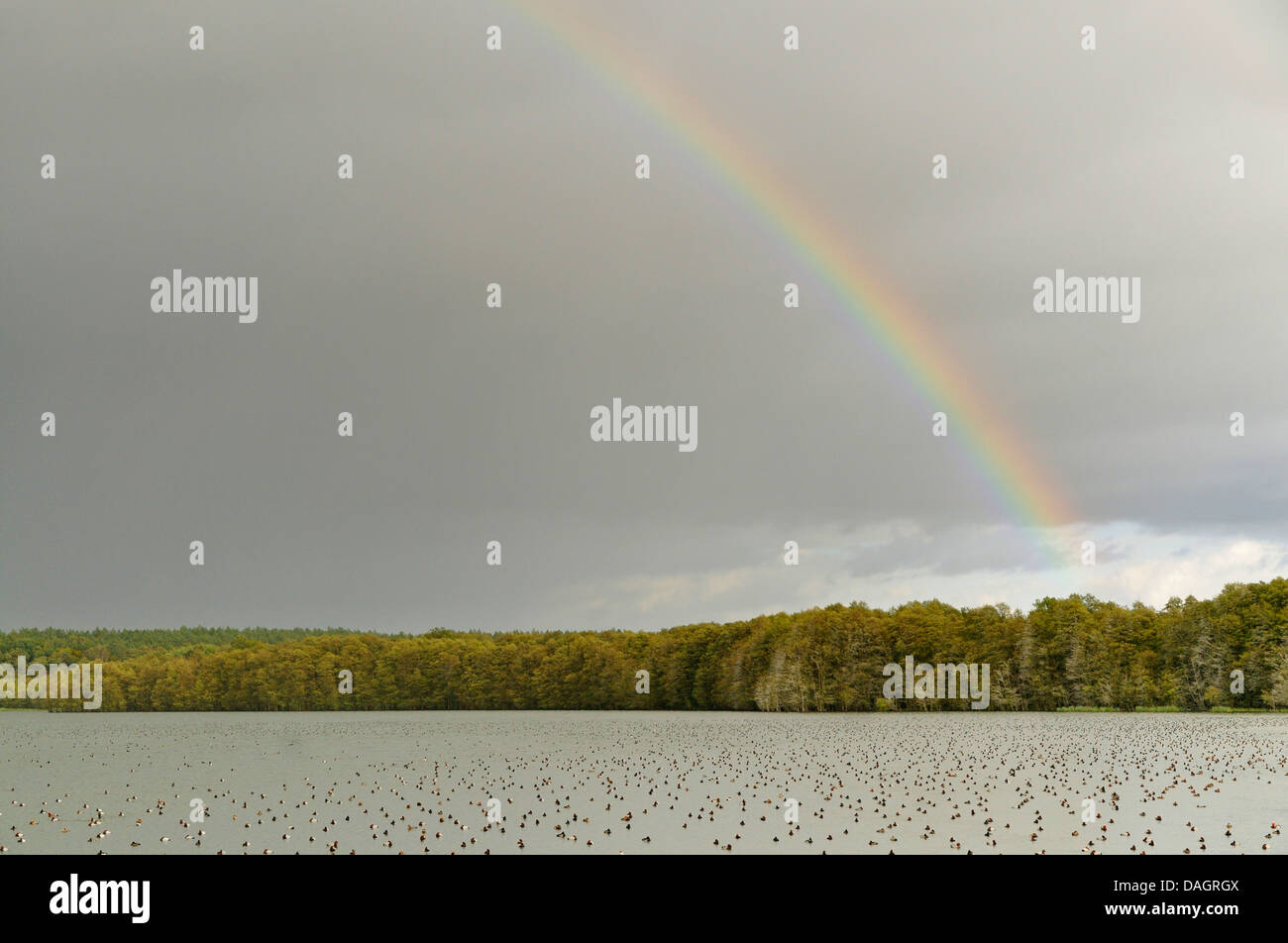 rainbow over a lake with resting ducks, Germany Stock Photo