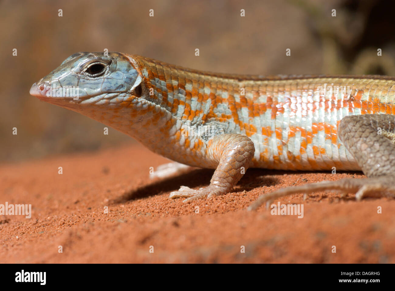 Malagasy plated lizard (Tracheloptychus petersi), portrait Stock Photo