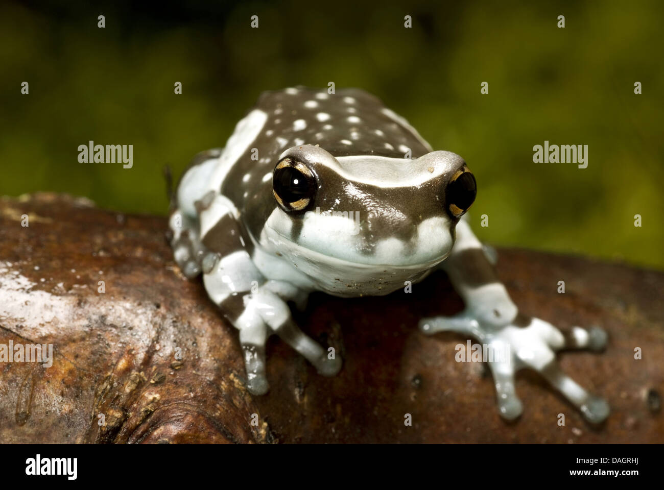 Amazonian canopy frog (Phrynohyas resinifictrix, Trachycephalus resinifictrix), on branch Stock Photo