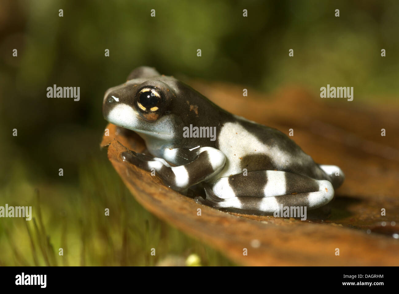 Amazonian canopy frog (Phrynohyas resinifictrix, Trachycephalus resinifictrix), on bark Stock Photo