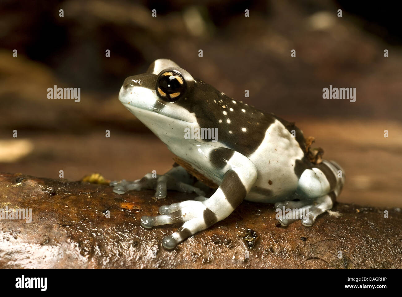 Amazonian canopy frog (Phrynohyas resinifictrix, Trachycephalus resinifictrix), on branch Stock Photo