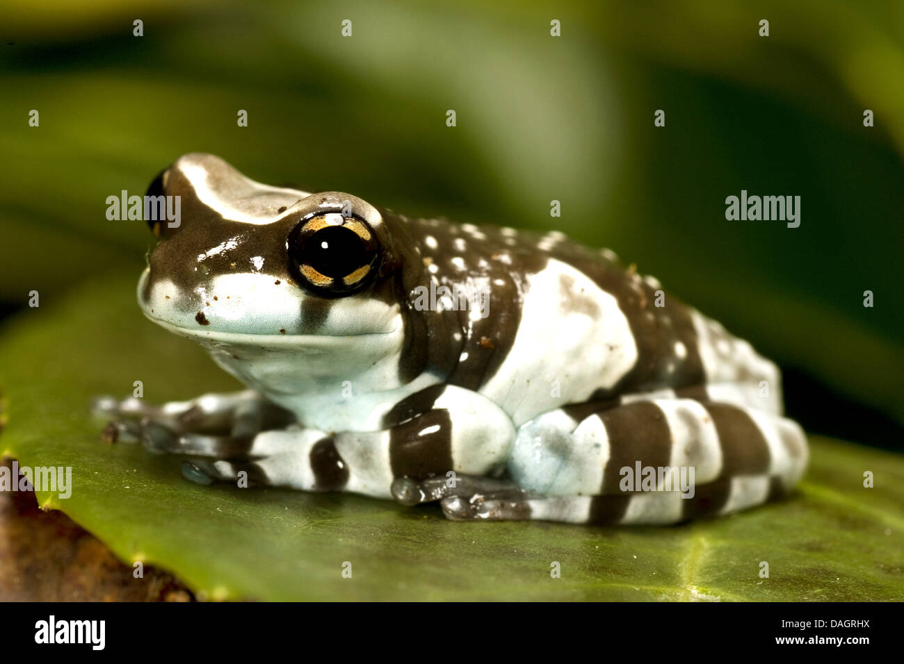 Amazonian canopy frog (Phrynohyas resinifictrix, Trachycephalus resinifictrix), on a leaf Stock Photo