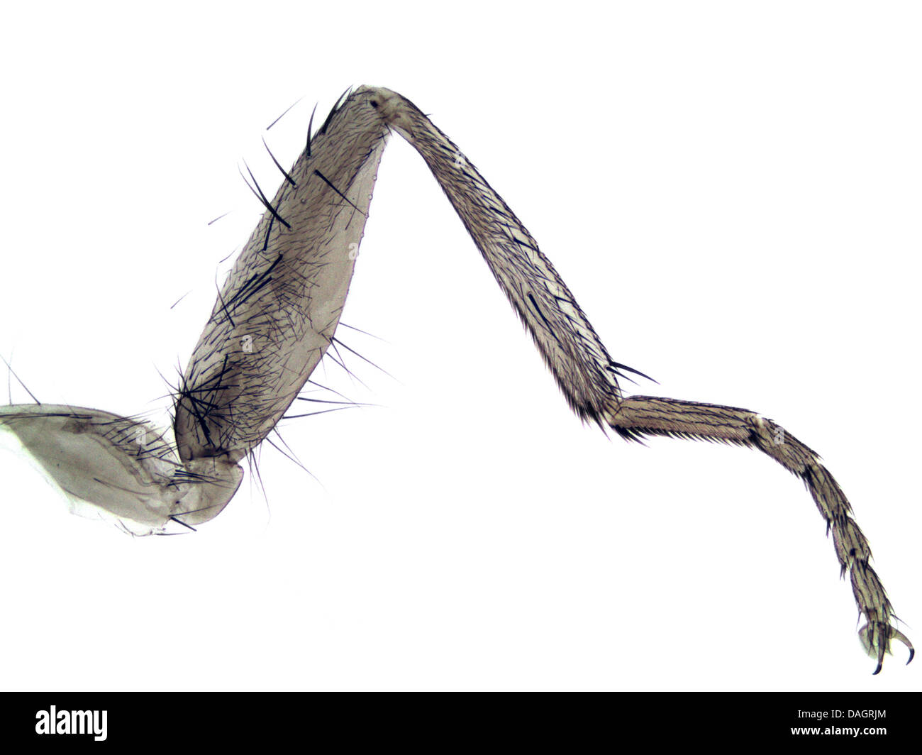 house fly (Musca domestica), leg of a house fly, 40 x, Germany Stock Photo  - Alamy