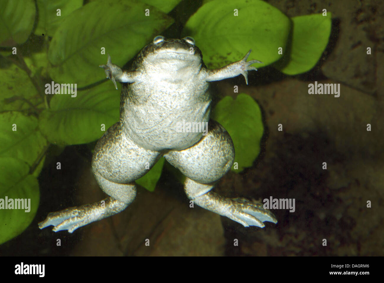 African clawed frog (Xenopus laevis), swimming Stock Photo