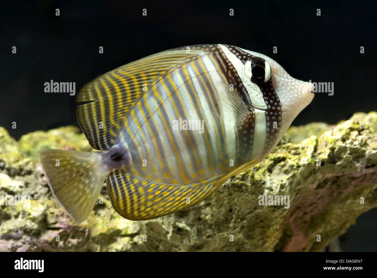 Desjardin's Sailfin Tang (Zebrasoma desjardinii), swimming Stock Photo