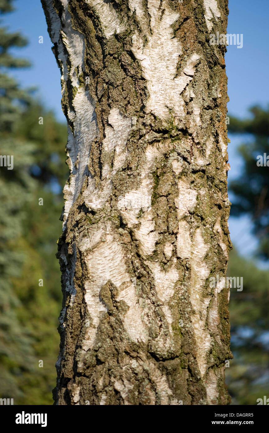 Downy Birch Betula Pubescens High Resolution Stock Photography And Downy Birch Betula Pubescens High Resolution Stock Photography And
