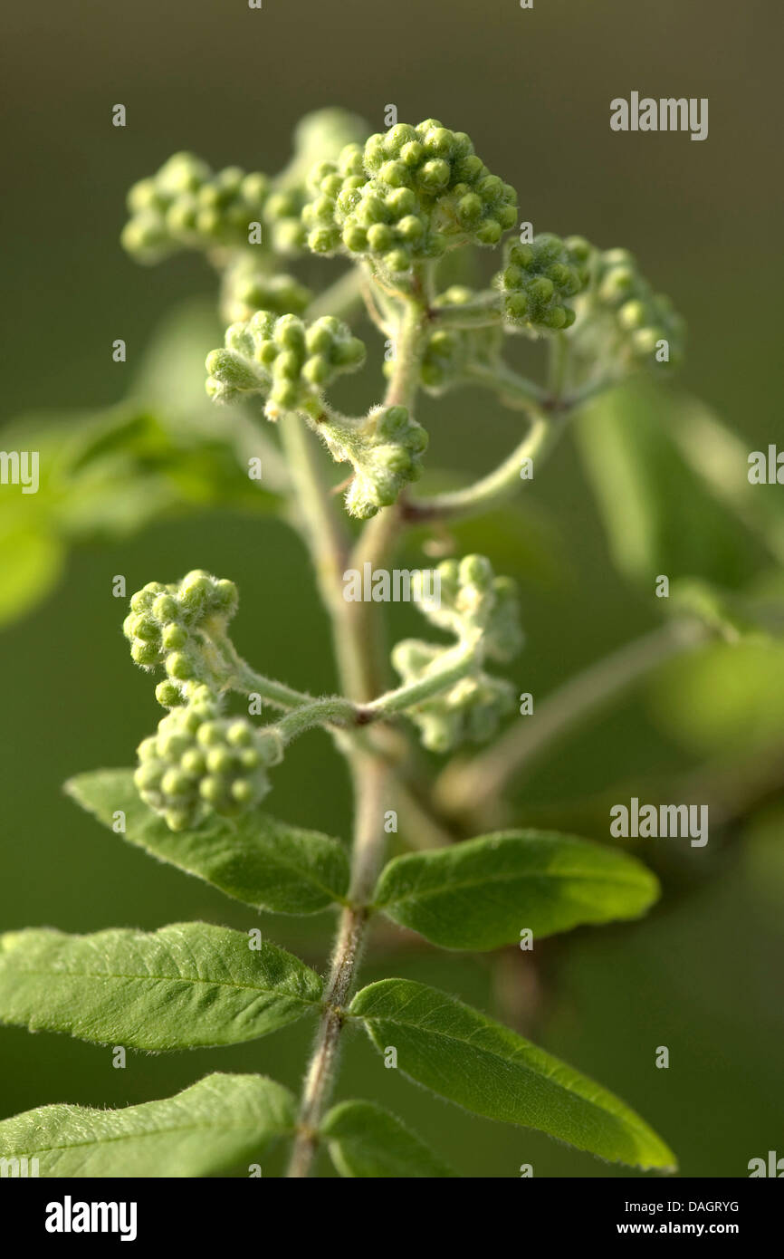 European mountain-ash, rowan tree (Sorbus aucuparia), twig inflorescence in bud, Germany Stock Photo