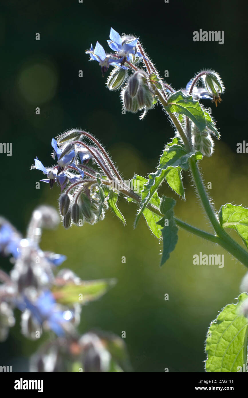 common borage (Borago officinalis), flower and flower buds in backlight ...