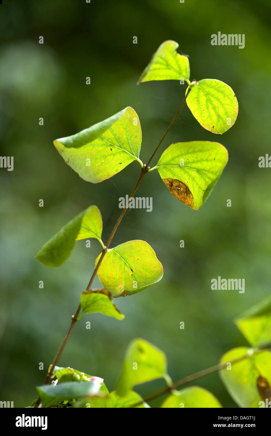 Common snowberry, waxberry (Symphoricarpos albus, Symphoricarpos rivularis), piece of a twig with leaves Stock Photo