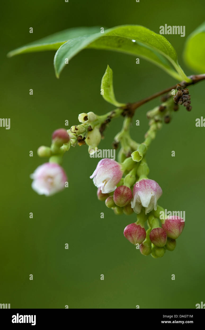 Common snowberry, waxberry (Symphoricarpos albus, Symphoricarpos rivularis), twig with blossom Stock Photo